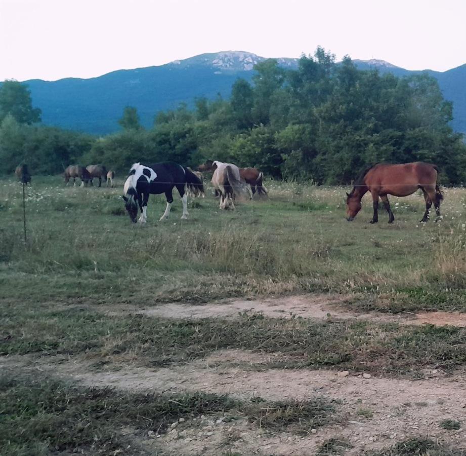 Jelena Hotel Korenica Bagian luar foto